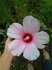 Hibiscus mouschetousus