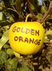 Mar Golden Orange