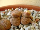 Lithops fulviceps