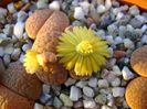 Lithops fulviceps