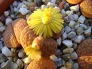 Lithops fulviceps