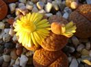 Lithops fulviceps