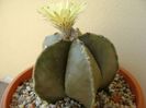 Astrophytum myriostigma