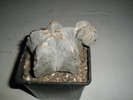 Astrophytum myriostigma - 04.02