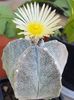 Astrophytum myriostigma-o noua inflorire
