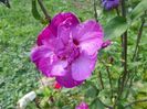 hibiscus syriacus Duc de Brabant