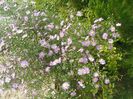 aster ericoides Esther