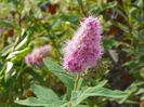 spiraea billardii Trimphans