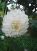 Photo0242