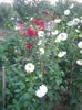 Photo0250