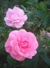 Photo0333