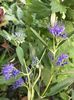 Caryopteris