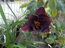 longfields black magic