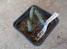 huernia pendurata