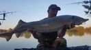 Sturion 12kg