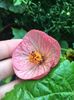 abutilon