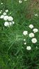 Achillea Ptarmica Ballerina