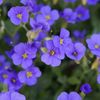 Aubrieta Cascade Blue