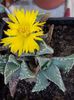 Faucaria tuberculosa