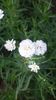 Achillea Ptarmica Ballerina