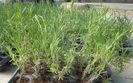 Lavanda Angustifolia Blue Scent