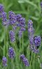 Lavanda Angustifolia Pacific Blue