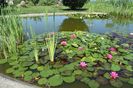 Gradina Botanica din Jibou, Judetul Salaj