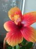 Moorea Sunset Star
