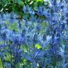 Eryngium alpinum 'Amethyst