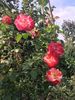 A768352C-C1DE-4FD7-98AA-A8DEF8B50251