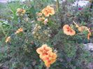 potentilla fruticosa Mango Tango
