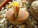 Lithops