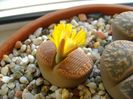 Lithops