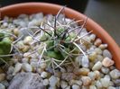 Copiapoa coquimbana v. wagenknechtii