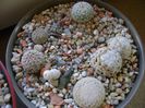 Grup de 7 Mammillaria