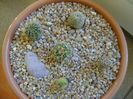Grup de 5 cactusi