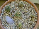 Grup de 5 cactusi