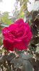 IMG-20180923-WA0006