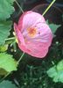 Abutilon