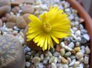 Lithops