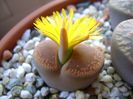 Lithops