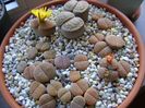 Lithops