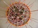 Hamatocactus (Ferocactus) hamatacanthus