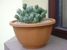 Cumulopuntia rossiana