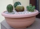 Grup de 5 cactusi