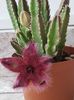 Stapelia hirsuta