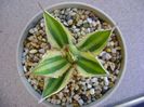Agave lophantha quadricolor