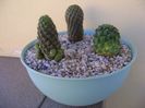 Grup de 3 cactusi