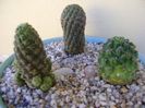 Grup de 3 cactusi
