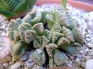 Titanopsis calcarea